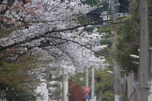 桜 桜の写真