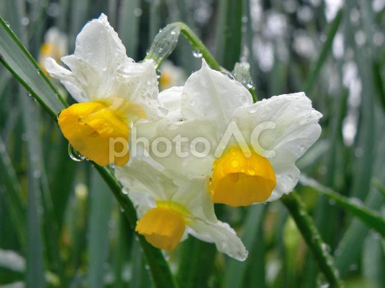 雨上がりのスイセン_03 スイセン,水仙,花の写真素材