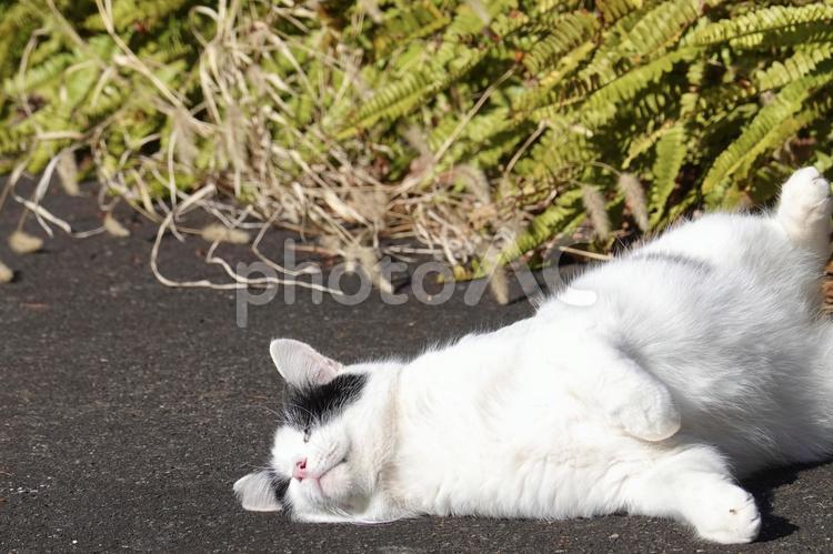 かわいいポーズの白黒猫 猫,ネコ,保護猫の写真素材