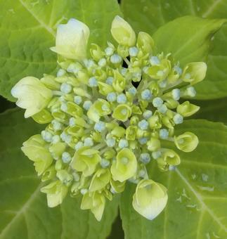 咲き始めの紫陽花 咲き始めの紫陽花 紫陽花,花,梅雨の写真素材