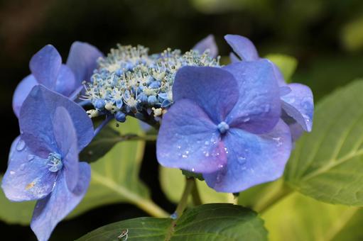 Photo, hydrangea, june, rainy season, 