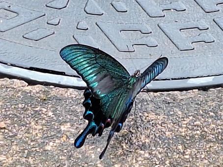 アゲハ蝶 アゲハ蝶の写真