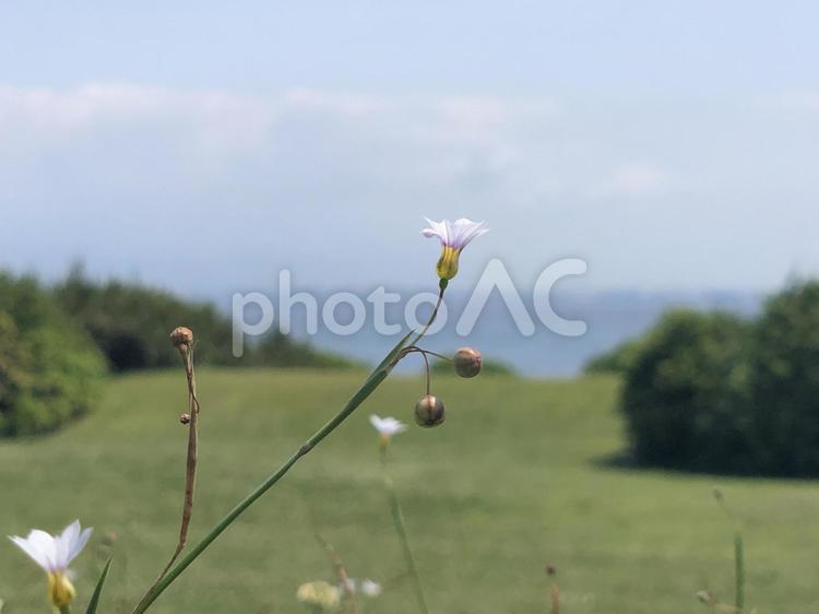 海辺の公園で咲く小さい白い花 野草,風景,自然の写真素材