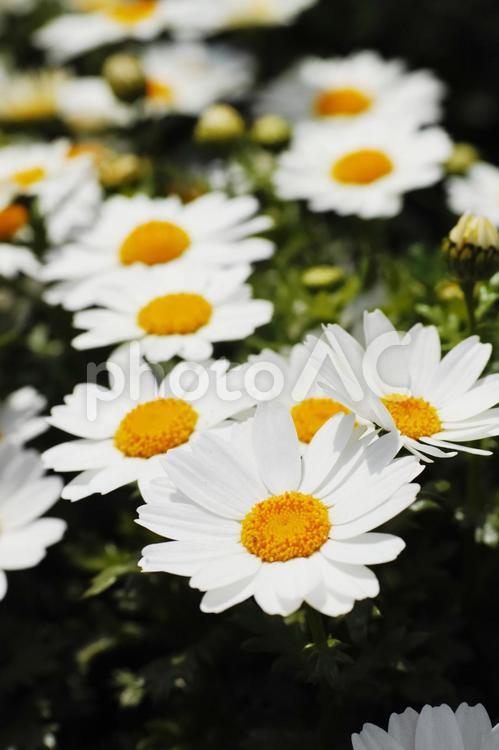 白い花 白,花,ガーデニングの写真素材