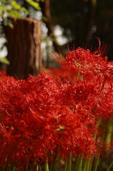曼殊沙華 曼殊沙華の写真