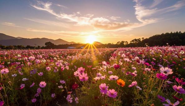 夕暮れ時の秋のコスモス畑 夕暮れ時の秋のコスモス畑の写真