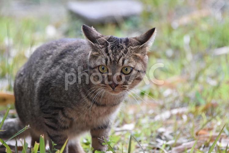 地域ねこの子猫ちゃん ねこ,ネコ,猫の写真素材