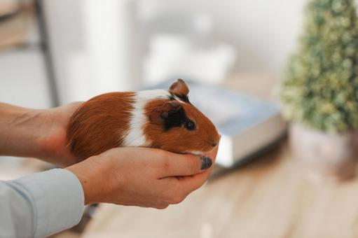 The hands of a person tenderly holding a guinea pig, guinea pig, a pet, on hand, JPG