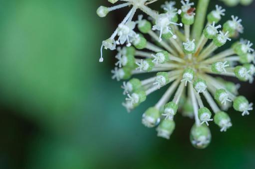 ウドの花 ウドの花の写真