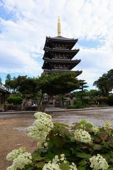 6月上旬の法然寺の五重塔とアジサイの花 6月上旬の法然寺の五重塔とアジサイの花の写真
