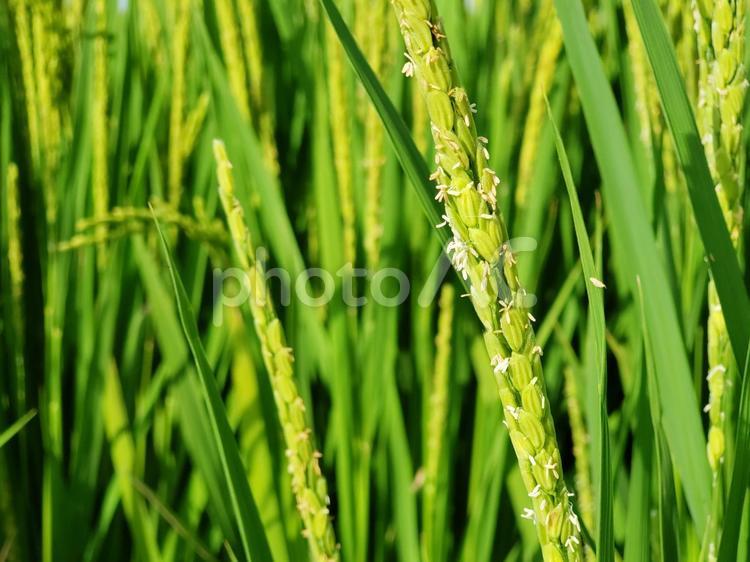 8月の稲の花 稲,花,稲の花の写真素材