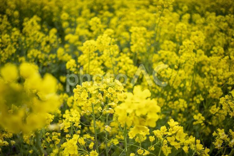 満開の菜の花畑の背景素材 春,菜の花,アブラナの写真素材