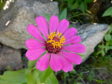 【花の写真】 ヒャクニチソウ（百日草の写真