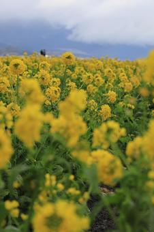 菜の花畑 菜の花畑の写真