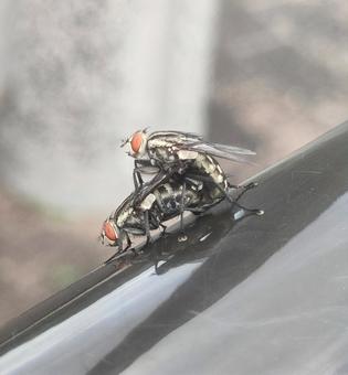 ニクバエの交尾 ニクバエの交尾 ニクバエ,交尾,蝿の写真素材