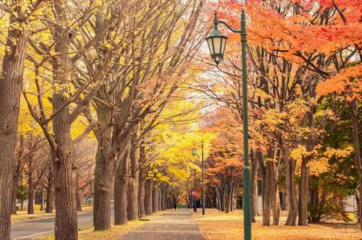 北海道大学のイチョウ並木 北海道大学のイチョウ並木 イチョウ,並木道,秋の写真素材