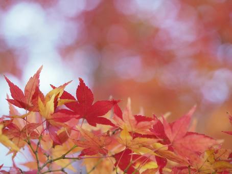 木漏れ日の中で 紅葉,秋,モミジの写真素材