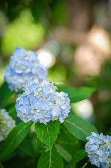 紫陽花 紫陽花の写真