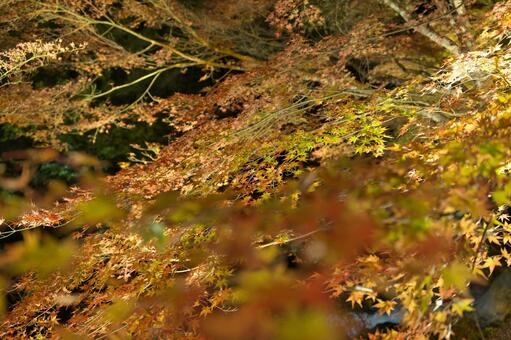 宮崎県三股町の長田峡の紅葉ライトアップ 宮崎県,三股町,長田峡の写真素材