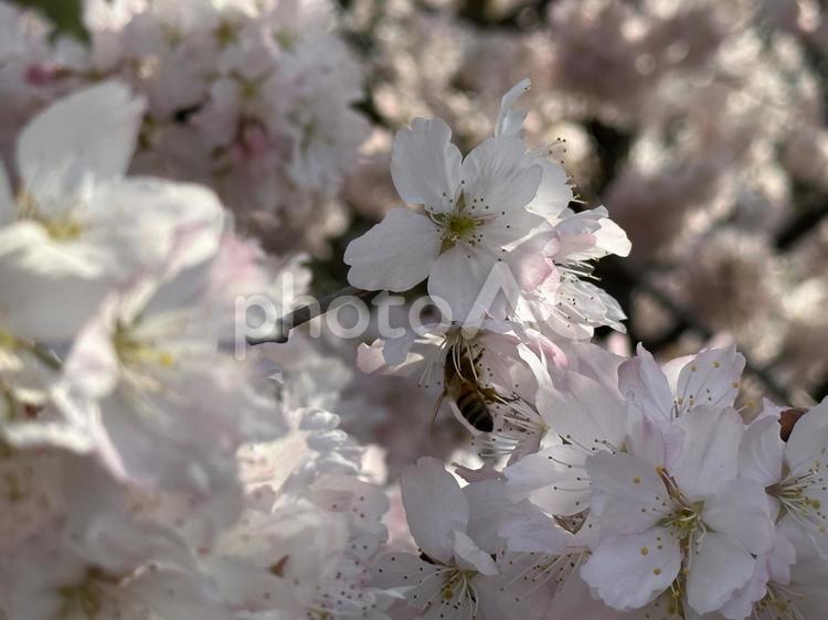 桜と蜜蜂 桜,ミツバチ,春の写真素材