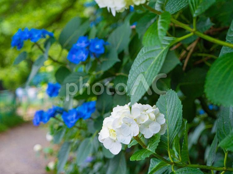 紫陽花の並ぶ小道 背景,6月,花の写真素材