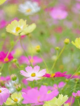 Cosmos, JPG