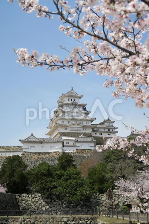 姫路城と桜 姫路城,サクラ,世界遺産の写真素材