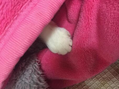 ねこの手 猫の手,手だけ,手だけ出てるの写真素材