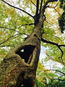 秋の公園-4 秋の公園-4の写真