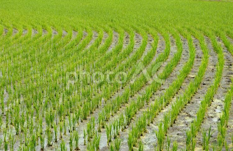 まだ低い稲の列 田植え 水田,田植え,まだ低い苗の写真素材