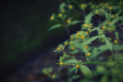 Photo, flower, yellow, devil&#39;s beetle, 