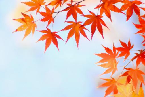 紅葉のモミジと青空 紅葉のモミジと青空の写真