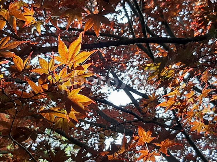 木漏れ日の秋 秋,もみじ,紅葉の写真素材