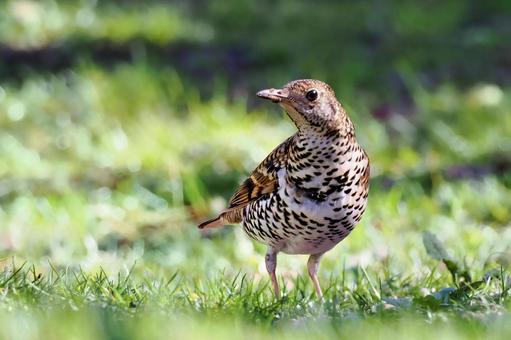 トラツグミ トラツグミ トラツグミ,ツグミ,野鳥の写真素材
