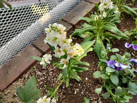 公園の花壇の写真