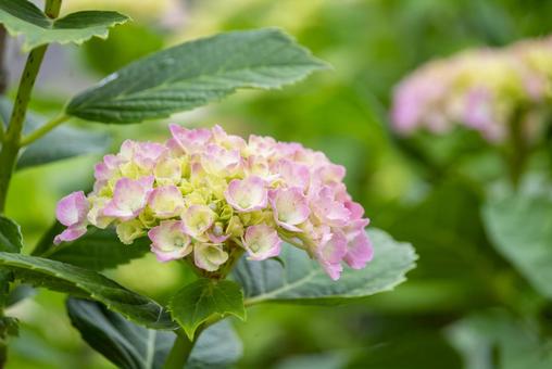 Photo, hydrangea, may, rainy season, 