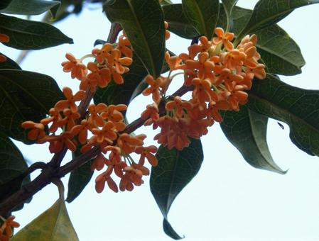 【花の写真】キンモクセイ（金木犀） キンモクセイ,金木犀,植物の写真素材