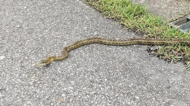 ヘビ 蛇,ヘビ,アオダイショウの写真素材