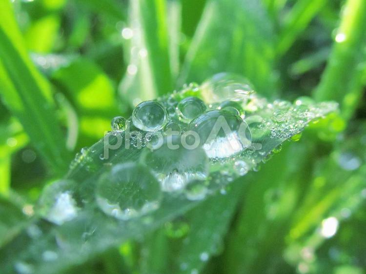 水滴と緑の葉と朝の光 水滴,すいてき,waterの写真素材