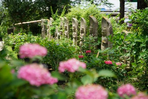 般若寺の紫陽花 般若寺の紫陽花の写真