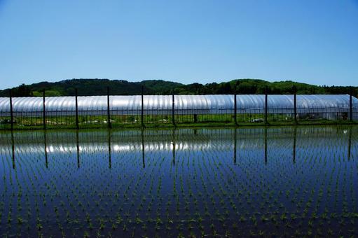 田んぼとハウスと空1 田んぼとハウスと空1の写真