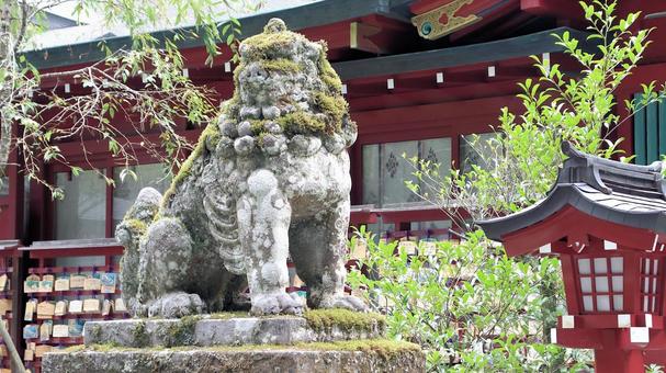 晩夏の箱根神社拝殿前の狛犬 晩夏の箱根神社拝殿前の狛犬の写真