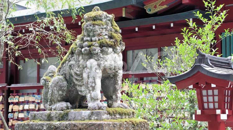 晩夏の箱根神社拝殿前の狛犬 箱根神社,狛犬,参拝の写真素材