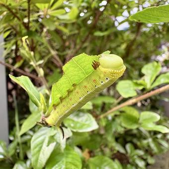 オオスカシバの幼虫 オオスカシバ,幼虫,芋虫の写真素材