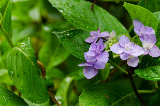 雨に濡れる紫の紫陽花 雨に濡れる紫の紫陽花の写真