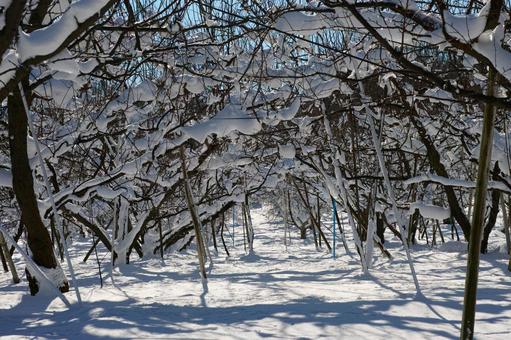 果樹園の雪 果樹園,雪,林檎の写真素材