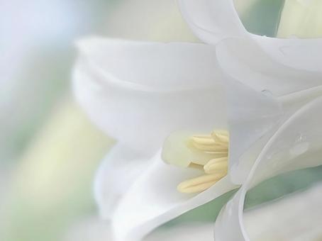 Photo, clear, wallpaper, white, 