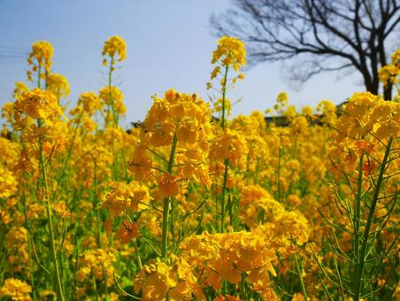 菜の花 菜の花の写真