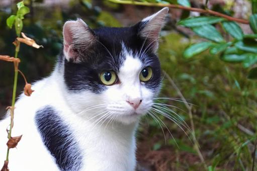 目のかわいい白黒猫 目のかわいい白黒猫 ネコ,保護猫,ニャンコの写真素材