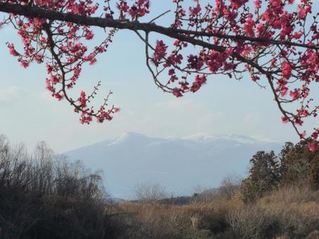 梅と安達太良山 梅と安達太良山の写真